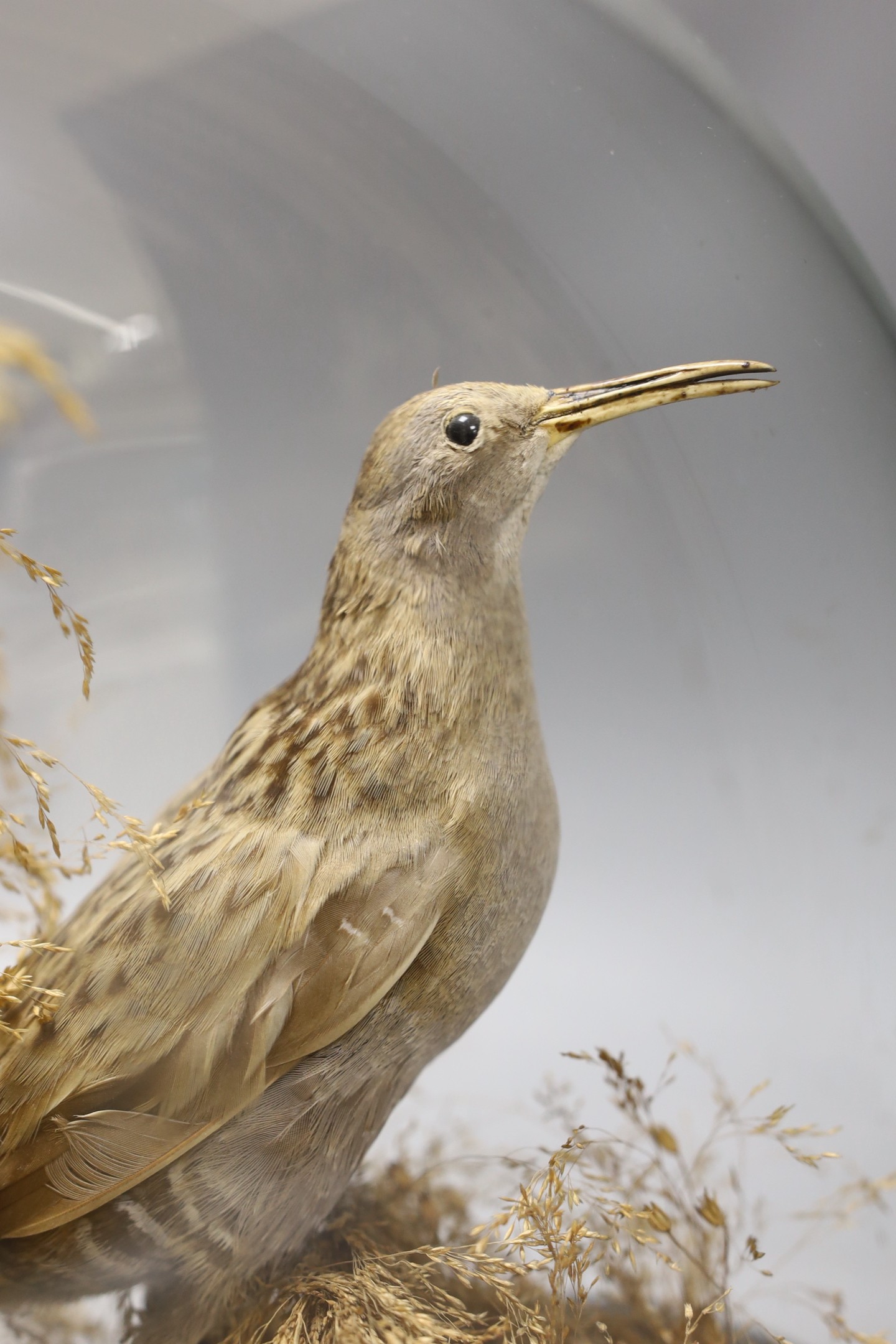 A taxidermic pair of wading birds amongst foliage, under dome case